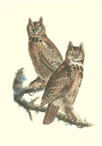 Oiseaux d'Amérique : carnet