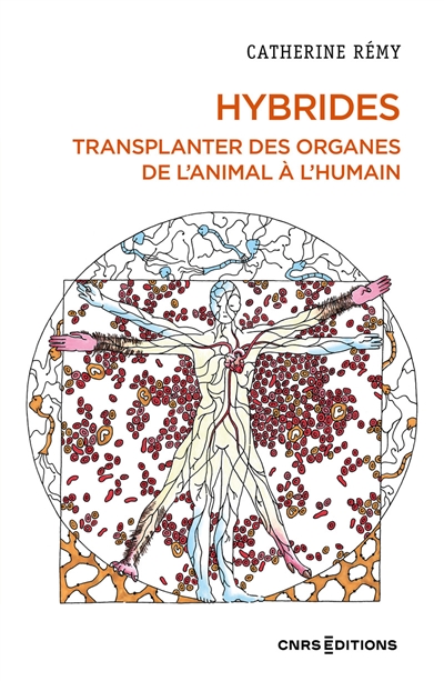 Hybrides : transplanter des organes de l'animal à l'humain