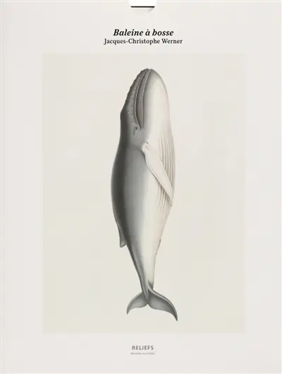 Baleine à bosse