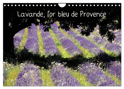 Lavande, l'or bleu de Provence (Calendrier mural 2025 DIN A4 vertical), CALVENDO calendrier mensuel : La lavande, symbole de la Provence, qui colore et parfume les hauts plateaux provençaux de la Drome, du Vaucluse, et des Alpes de Haute Provence