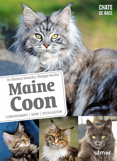 Maine coon : comportement, soins, socialisation
