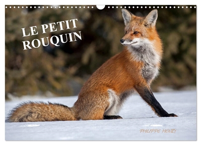 LE PETIT ROUQUIN (Calendrier mural 2025 DIN A3 vertical), CALVENDO calendrier mensuel : 13 photos de renards au fil des quatre saisons