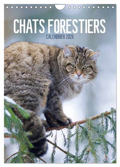 Chats forestiers...
