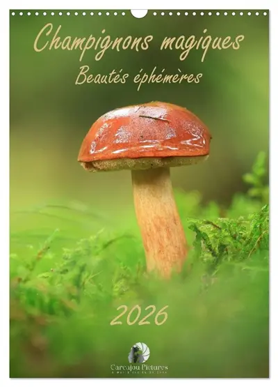 Champignons magiques : Beautés éphémères (Calendrier mural 2026 DIN A3 horizontal), CALVENDO calendrier mensuel : Un calendrier enchanteur qui révèle, mois après mois, la beauté mystérieuse et éphémère des champignons dans toute leur diversité.