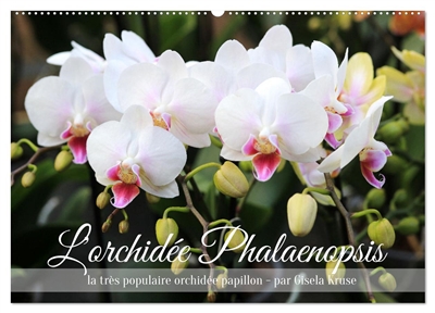 L'orchidée Phalaenopsis...