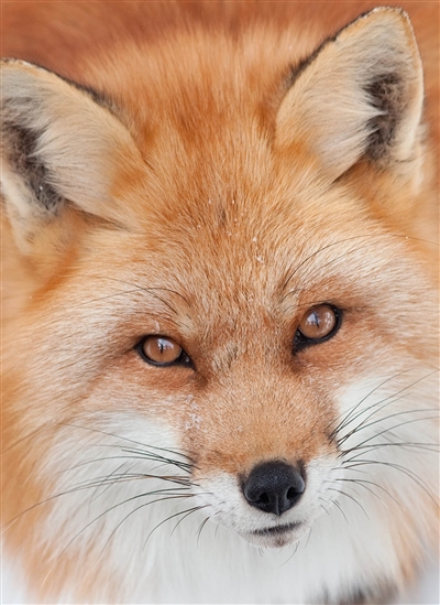 Renard