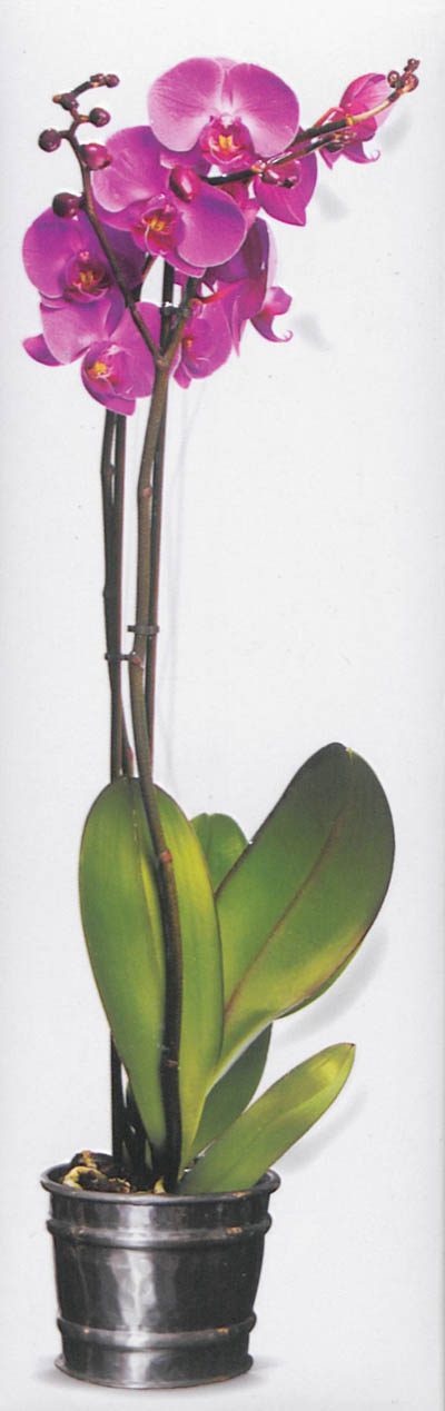 Orchidées