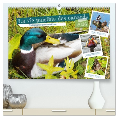 La vie paisible des canards...