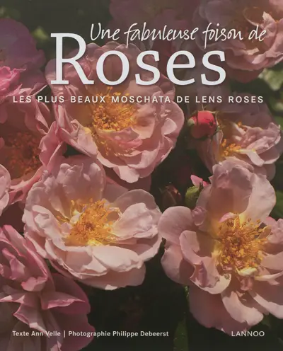 Une fabuleuse foison de roses : les plus beaux Moschata de Lens Roses