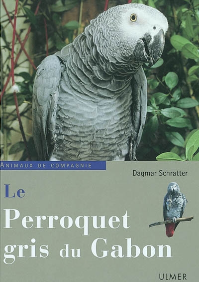 Le perroquet gris du Gabon