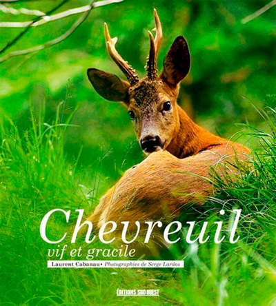 Chevreuil : vif et gracile