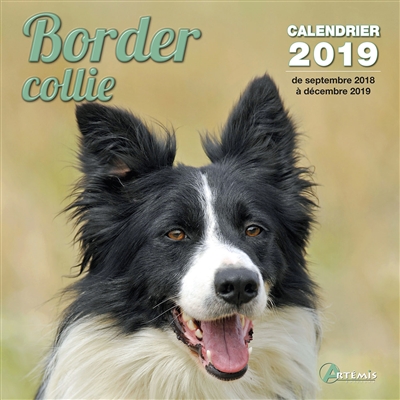 Border collie : calendrier...
