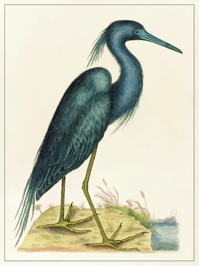 Planche Oiseau bleu