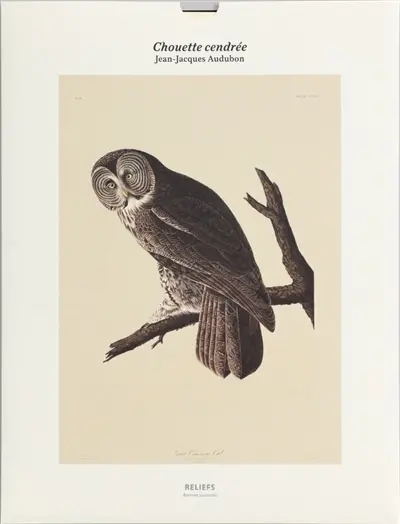 Chouette cendrée