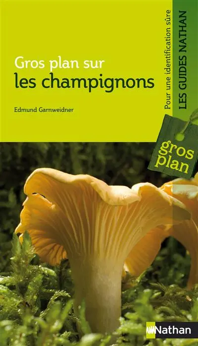Gros plan sur les champignons