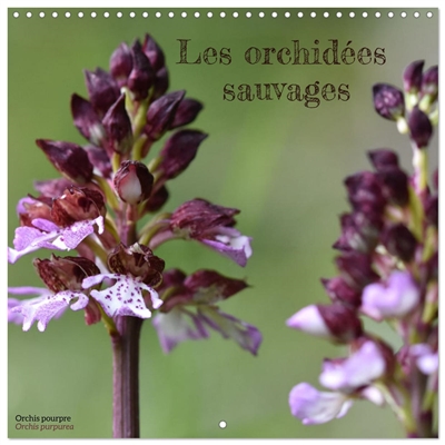 Les orchidées sauvages...