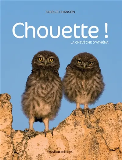 Chouette ! : la chevêche d'Athéna
