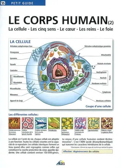 Le corps humain. Vol. 2. La cellule, les cinq sens, le coeur, les reins, le foie