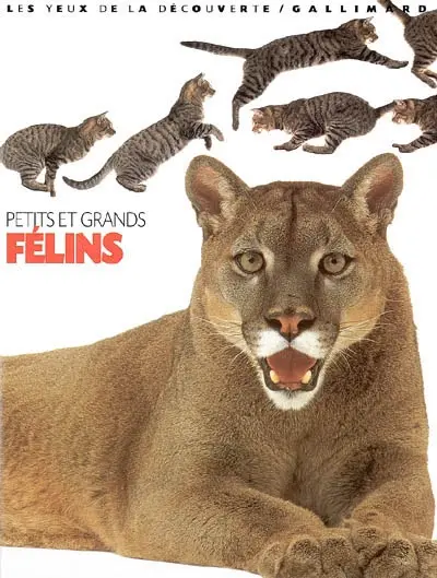 Petits et grands félins