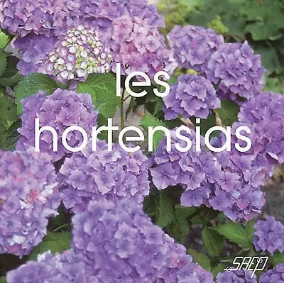 Les hortensias