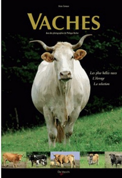 Vaches : les plus belles races, l'élevage, la sélection
