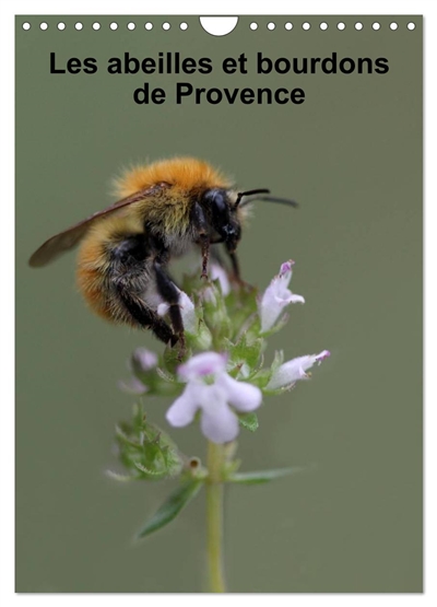 Les abeilles et bourdons de Provence (Calendrier mural 2025 DIN A4 horizontal), CALVENDO calendrier mensuel : Nos amis les abeilles et les bourdons solitaires et sauvages