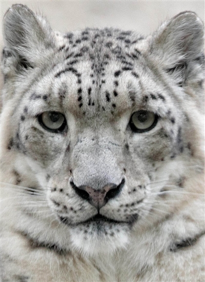 Panthère des neiges
