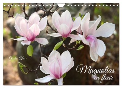 Magnolias en fleur...