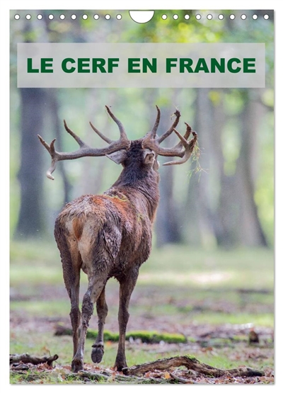 LE CERF EN FRANCE...
