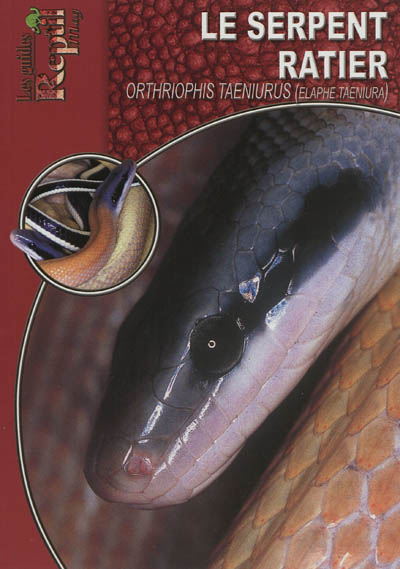 Les serpents-ratiers à queue lignée : Orthriophis taeniurus (Elaphe taeniura)