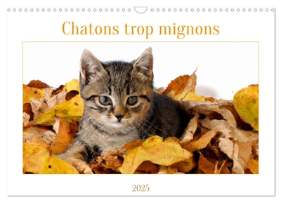 Chatons trop mignons...