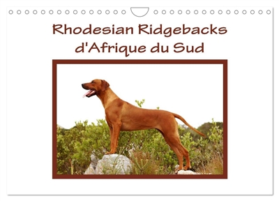 Rhodesian Ridgebacks d'Afrique du Sud (Calendrier mural 2025 DIN A4 vertical), CALVENDO calendrier mensuel : Rhodesian Ridgebacks photographiés par Anke van Wyk dans leur pays d'origine, l'Afrique du Sud.