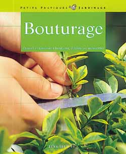 Bouturage, division, marcottage