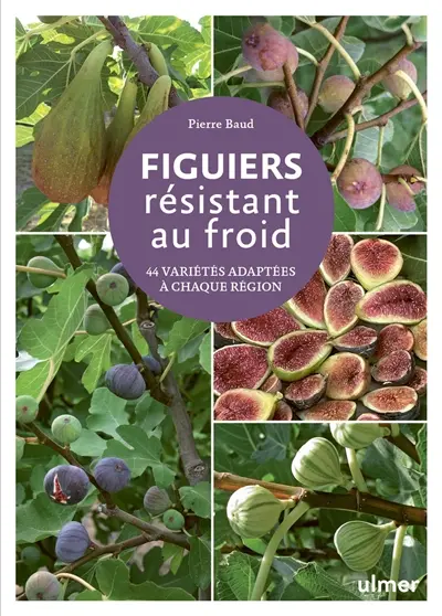 Figuiers résistant au froid : 44 variétés adaptées à chaque région