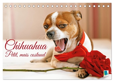 Chihuahua : petit, mais...