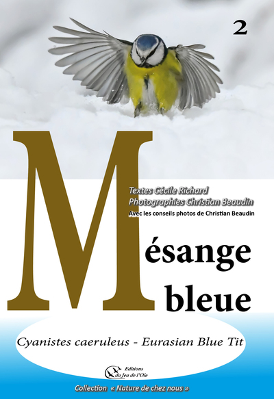 Mésange bleue : cyanistes caeruleus, Eurasian Blue tit