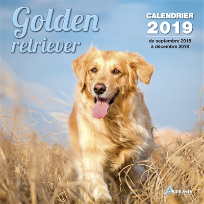 Golden retriever :...