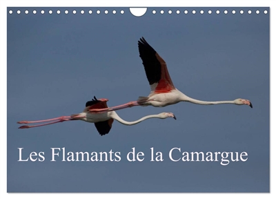 Les Flamants de la Camargue (Calendrier mural 2025 DIN A4 vertical), CALVENDO calendrier mensuel : Scènes de la vie d'une espèce fascinante.