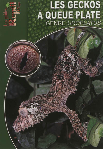 Les geckos à queue plate : le genre Uroplatus