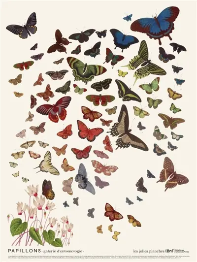 Papillons : galerie d'entomologie