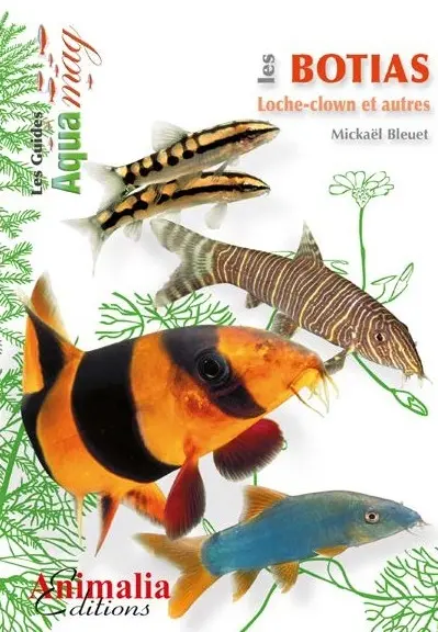 Les botias : loche-clown et autres