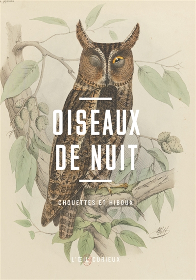 Oiseaux de nuit : chouettes...
