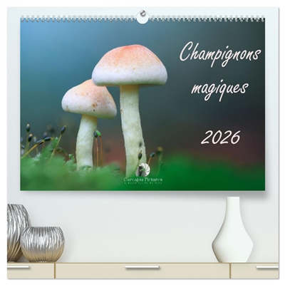 Champignons magiques...