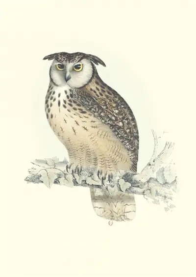 Oiseaux de l'Himalaya