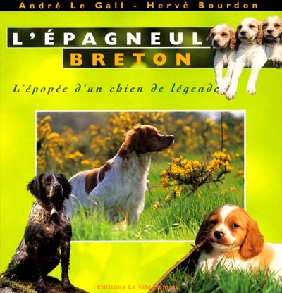 L'épagneul breton : l'épopée d'un chien de légende