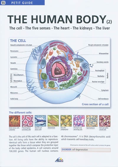 The human body. Vol. 2. The cell, the five senses, the heart, the kidneys, the liver