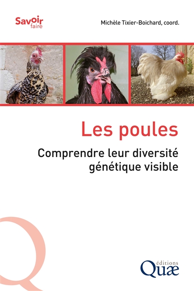 Les poules : comprendre leur diversité génétique visible