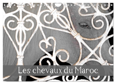 Les chevaux du Maroc...