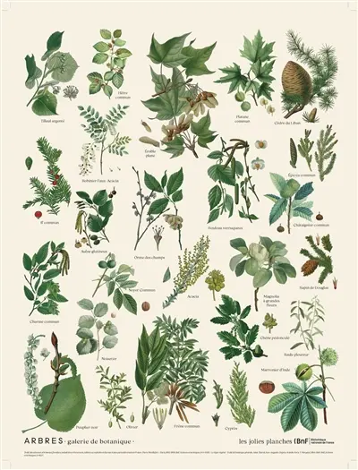 Arbres : galerie de botanique