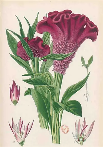 Carnet Blanc, Celosia Cristata, dessin 19e siècle